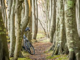 vélo dans une forêt