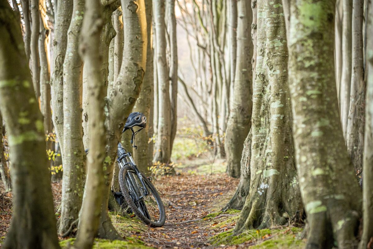 vélo dans une forêt